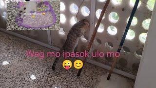 ANG makulit at malikot Ang alaga ko..#cat#byihe ni kute vlog.