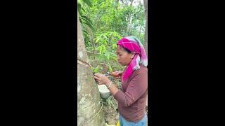 This rubber tree has a fast flow of latex and drips into lines. #latex tapping# latex tapping knife