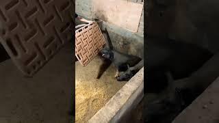 Strong pig not yet to agree #pig