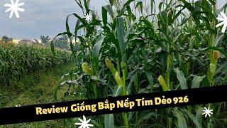 Review Giống Bắp Nếp Tím Dẻo 926 (cty hai mũi tên đỏ)