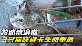 救助流浪猫，3只猫咪被卡住，幸亏救援人员耐心营救！