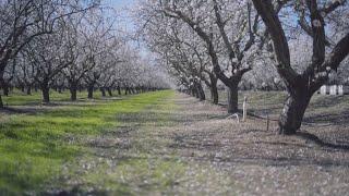 California almond farmers worry about potential tariffs