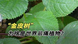 世上最毒植物有多厲害？美國大兵被痛到自盡，戴防毒面具才敢靠近