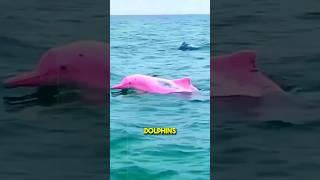 Why Are Dolphins Turning Pink?