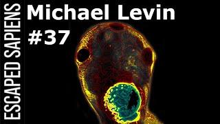 Hacking The Blueprint Of Life | Michael Levin | Escaped Sapiens #37