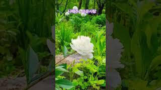 미운사랑 #나태주 #미스터트롯 #7080 #가요 #여행 #맛집 #shorts