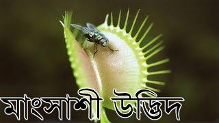 4 PLANTS THAT EAT ANIMALS | ভয়ানক ৪ টি মাংসাশী উদ্ভিদ | Carnivorous Plants in the World in Bengali