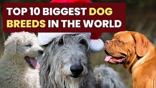 Top 10 Biggest Dog Breeds In The World | Factswow