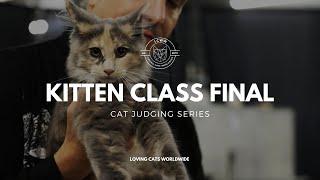 Cat Judging: Kitten Class Final from Stafford Cat Extravaganza 2023