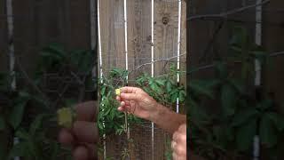 Why snapdragons are called snapdragons