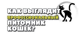 Как должен выглядеть образцовый кошачий питомник?