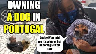 Owning A Dog In Portugal