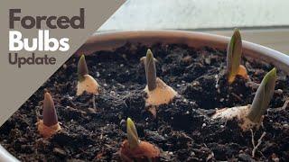 Forced Bulbs Update: Tulips, Daffodils, Hyacinth, & Paperwhites Forced Indoors // TheFlowerFanatic