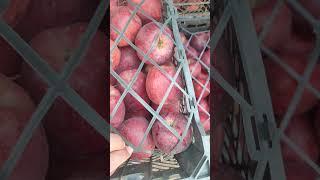 سیب صادراتی ایران  #هند#پاکستان#دبی#سیب#عراق#روسیهIran's export apples  #India#Pakistan#Dubai#