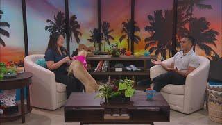 Maui Wildfires - How To Help Animals