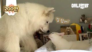 서로가 없으면 못 사는 사모예드와 고양이 l Samoyed Dog And Cat Can't Live Without Each Other