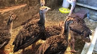 Baby Turkeys Gobbling