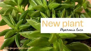 Peperomia Taco Plant  Succulent plants