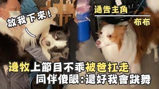 【首度曝光】邊牧上節目不乖被爸扛走  同伴傻眼：還好我會跳舞｜萌萌懂懂 花絮｜陳思綾 游星淵