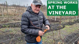 Spring Works at the Vineyard. How to Tie Vines.