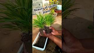 Spider plant propagation in soil||plant propagation||Grow plants