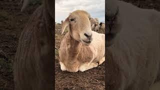 The Science of Cud  Why Sheep Chew Like Zen Masters #cutefarmanimal #animals #cute
