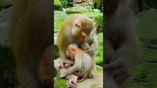 Best Clip Of Baby Luno Asks Mum Drink Milk Many Time But Mum Feels Not Good She Don't Nusring Luno.