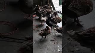 rainy day series #duck  #naturelover#assamesesong #rainyday #rakeshreeyan#shorts #youtubeshorts