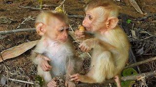 Very so cute monkey ton  Couple in love when two poor monkeys have food to share