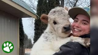 Girl has 15 mini cows as her pets