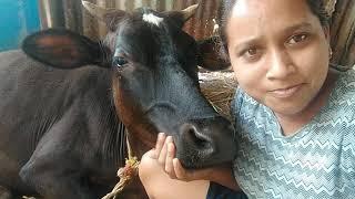 Beutiful Hostel Caft|| CowVideo For Animal Lover|| My BeutifulCaft || Indian Vlogger Swetu