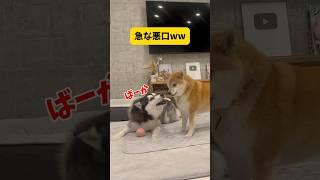 元豆柴とハスキーの兄弟のやりとりが人間の兄弟あるある過ぎました #shortvideo #youtubeshorts #shorts #柴犬#シベリアンハスキー #おもしろ