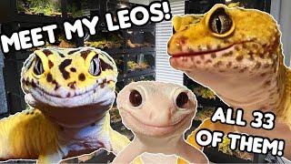 MEET ALL MY LEOPARD GECKOS!