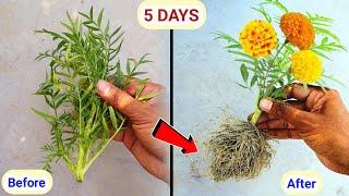 गेंदा की कटिंग लगाकर बनाएं हजारों पौधे / grow marigold from cutting / marigold