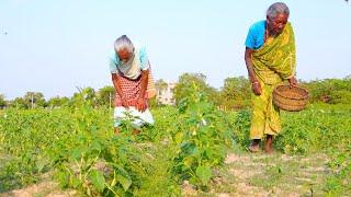 Picking spinach from village field and cooking by grandmothers | daily village lifestyle food