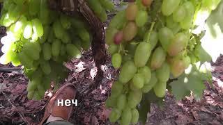 Сорт винограда "Заграва" - сезон 2020 # Grape variety "Zagrava"