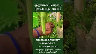 Tips to maintain terrace garden plants @GreenlandNursery Guduvacheri