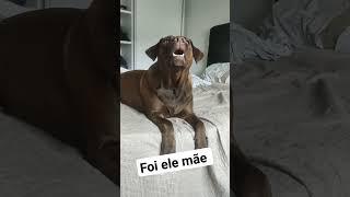 PEGA ELE MÃE! #dog #cachorro #labrador #cao #gato #cãoegato