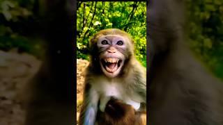 very nice video || bandar ki acting || funny monkey || #ldcrazy #funny #shorts #comedy #viral