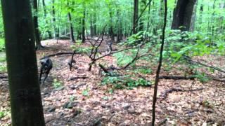 Puppies playing tag on a hike with Hike Hounds Canine Adventures