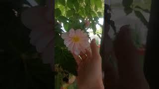 Цветение клубневых бегоний #дача #сад #garden #садоводство #лето #цветы