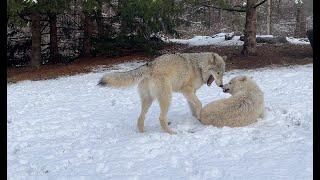 Gray Wolf Brothers Wrestle in Snow