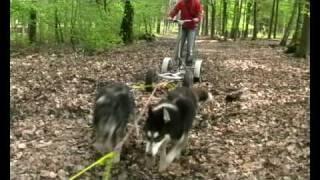 Stonecreek Tours Huskytouren Berliner Umland :: Touring with sleddogs nearby Berlin