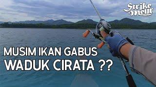 CASTING GABUS WADUK CIRATA JANUARI 2025 - STRIKEMEUR