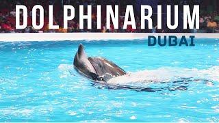 Dubai Dolphinarium | Dolphins and seal show | FULL SHOW , Dubai-Uae