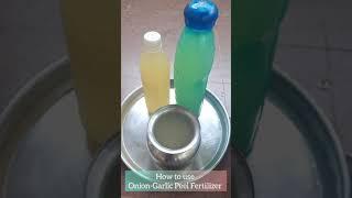 How to use Onion-Garlic Peel Fertilizer | 2 methods shared | Juikari sustainable lifestyle | #shorts