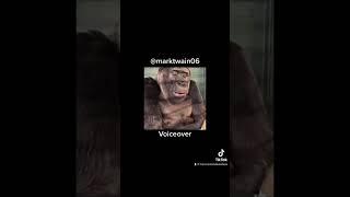 #fyp #fypシ #foryou #lol #foryoupage #funny #funnyvideo #funnyshorts #gorilla #zoo #haha