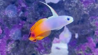 Only Fins: The Firefish Goby (Mooshu)