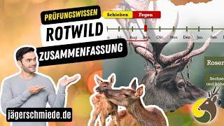 ROTWILD ZUSAMMENFASSUNG - Wissen für die Jagdprüfung!