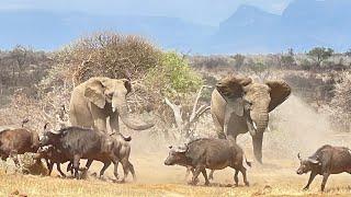 The Youngest Elephants Clash with a Giant Herd of Buffalo